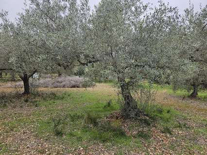 Casa rústica en venta en Sant Carles de la Ràpita