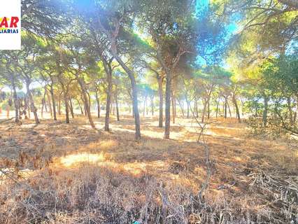 Parcela rústica en venta en Chipiona rebajada