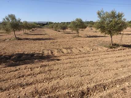 Parcela rústica en venta en Almansa