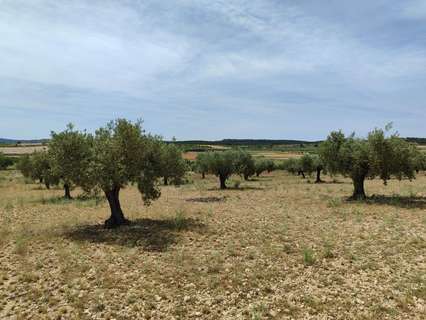 Parcela rústica en venta en Almansa