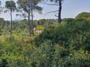 Parcela urbana en venta en La Torre de Claramunt