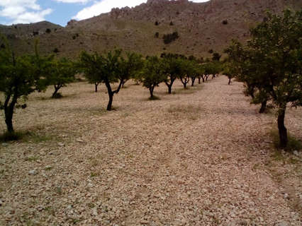 Parcela rústica en venta en Yecla