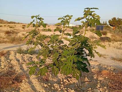 Parcela rústica en venta en Alicante