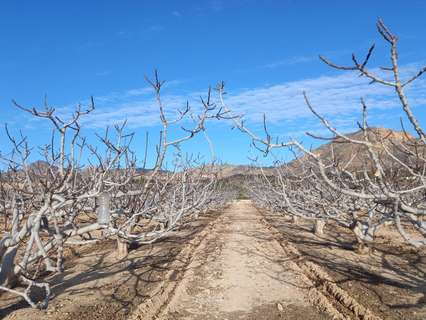 Parcela rústica en venta en Albatera